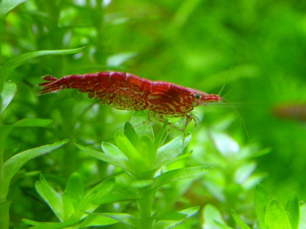 喜欢虾的朋友进来看下了