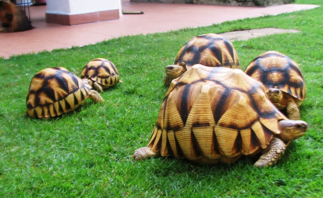 [胡汉三归来]陆龟之王安哥洛卡