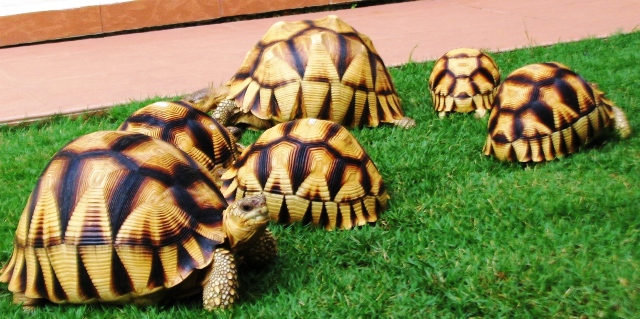 [胡汉三归来]陆龟之王安哥洛卡