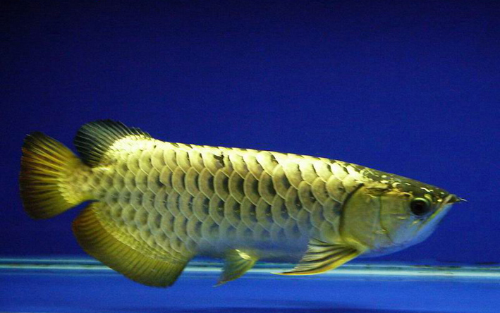 (整理转贴)红龙,过背,宝石,号半的分辨