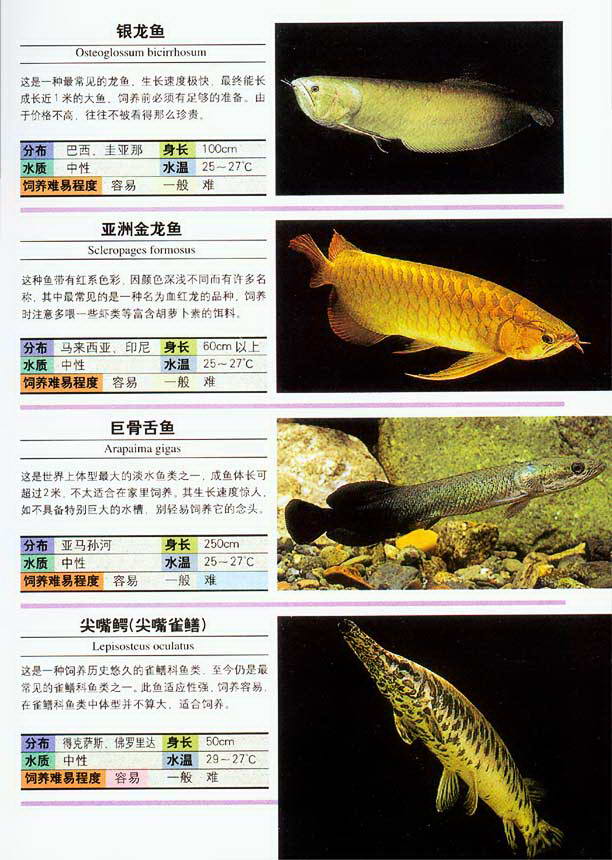 100种鱼类的名字图片