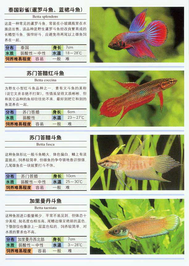 教你看图识鱼--常见热带鱼图鉴