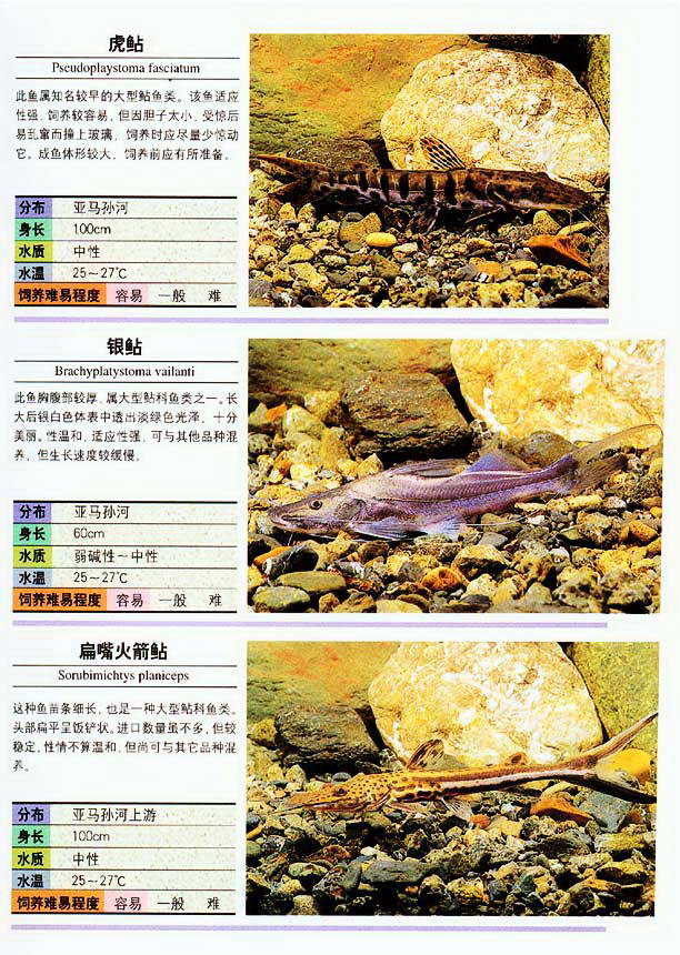 海边常见小杂鱼图鉴图片