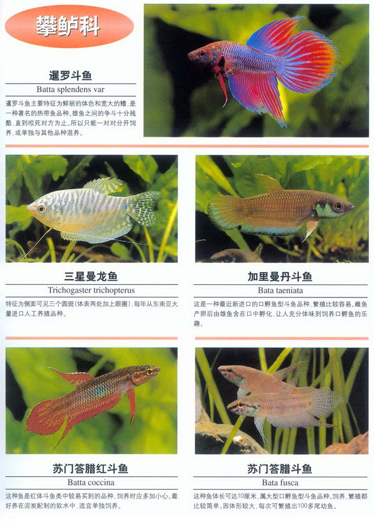 热带观赏鱼名称配图片图片