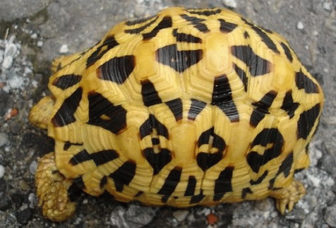 发点自己收藏的龟龟图(超多图),祝大家国庆快乐!