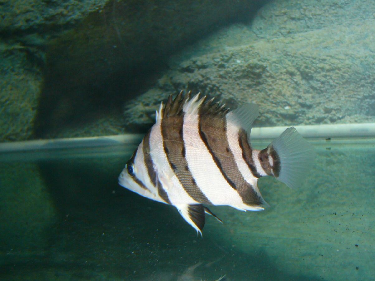 9cm泰国三间虎特价一对.特价的已售完,还剩少数极品三间过肚泰虎.