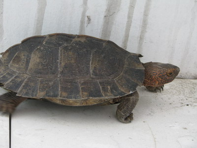 我想养亚洲巨龟,各位帮我找看看