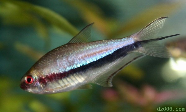 帝王灯不是什么特别的鱼,不知道旁边那家灯鱼店有没有得卖.