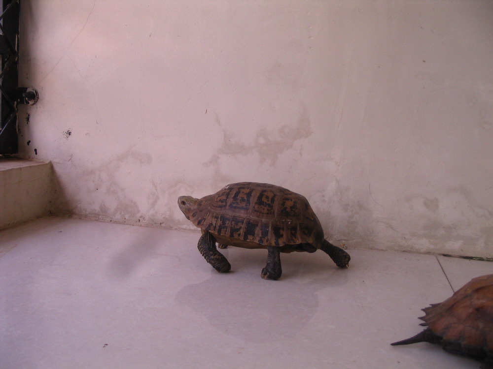 晒晒我家丑丑的菜龟(昨天刚进一个缅.