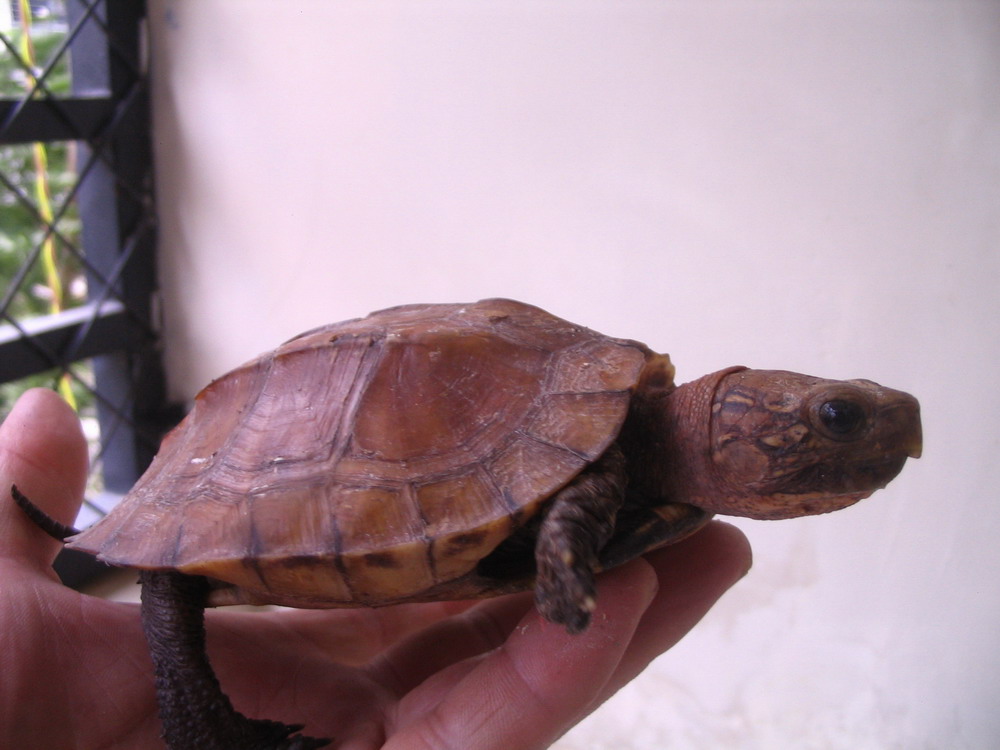 晒晒我家丑丑的菜龟(昨天刚进一个缅.