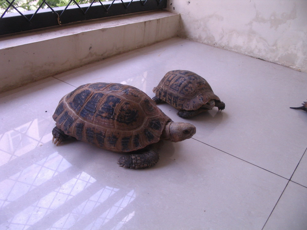 晒晒我家丑丑的菜龟昨天刚进一个缅