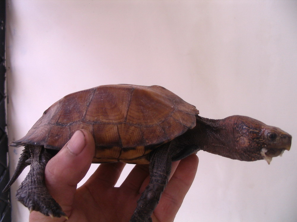 晒晒我家丑丑的菜龟(昨天刚进一个缅.