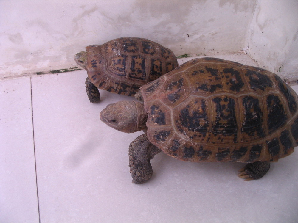 晒晒我家丑丑的菜龟(昨天刚进一个缅.