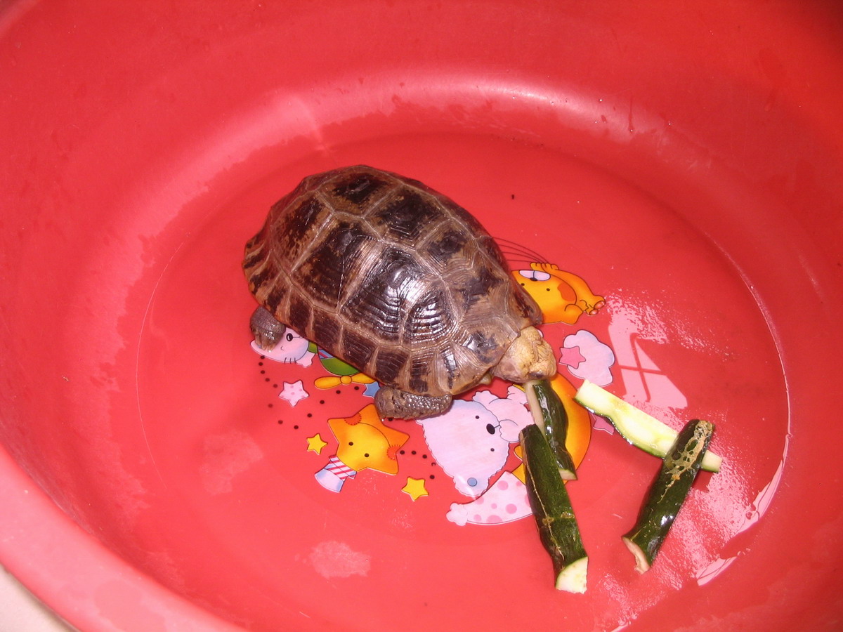 晒晒我家丑丑的菜龟昨天刚进一个缅