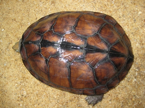 我家的小石龟出来了,发些pp大家分享!