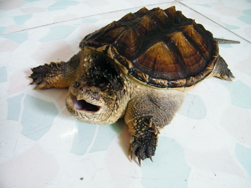 看完优雅的黄喉再发发迅猛的杂佛