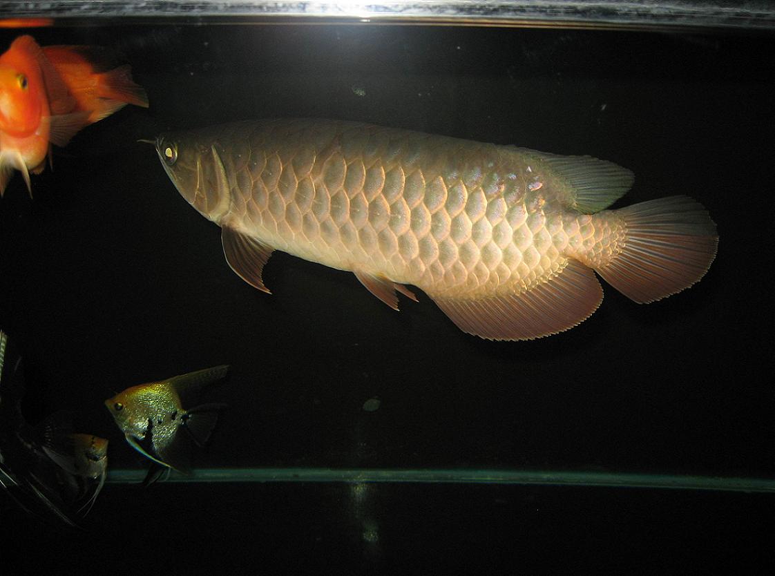 草鱼终于结束返垢,发下杂鱼缸