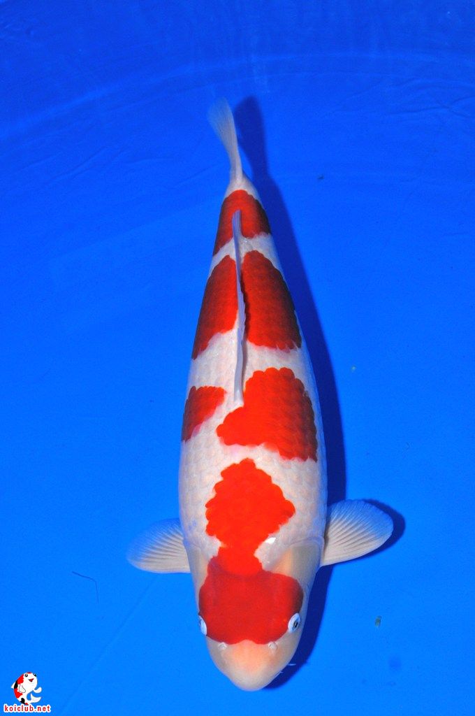 一条冠军鱼的光辉历程!