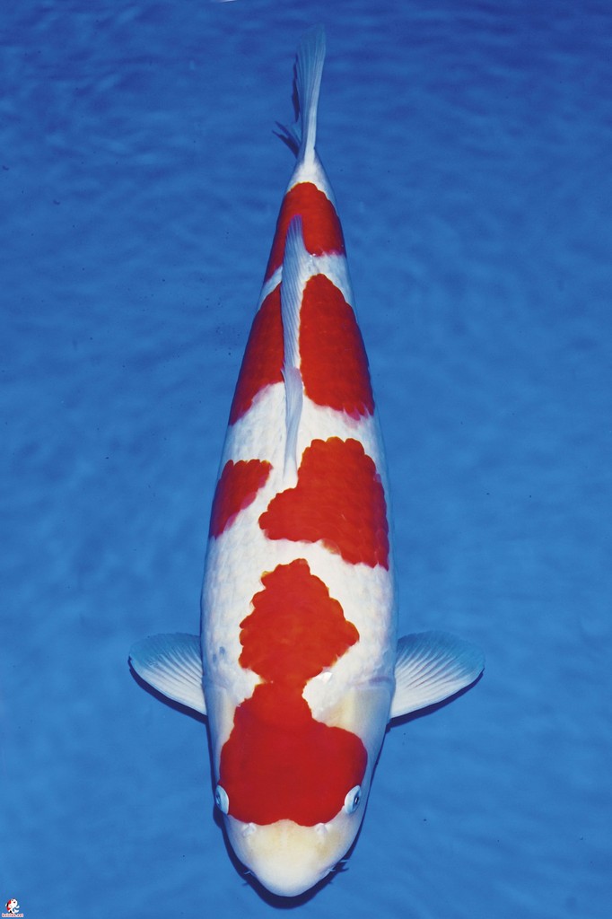 一条冠军鱼的光辉历程!