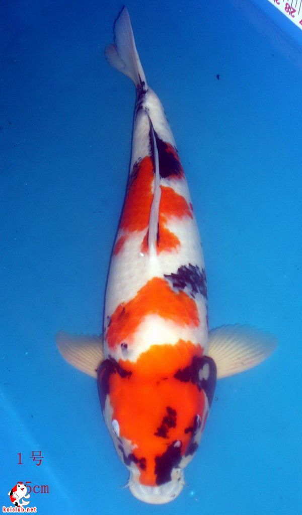 日本桃太郎昭和,请朋友给点意见和看法〔广东昭日鱼场提供