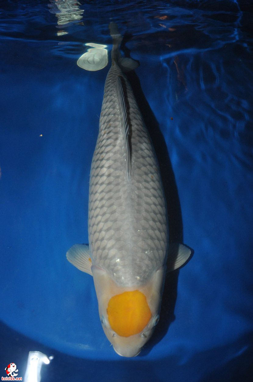 漂亮的丹顶落叶(上海)!