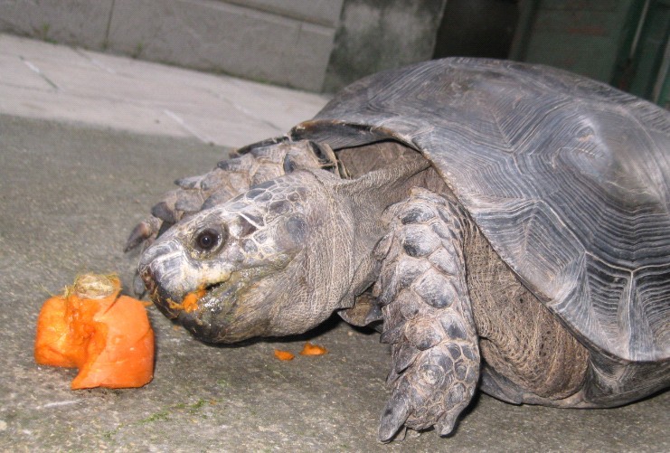 家里的苏卡达和大黑靴