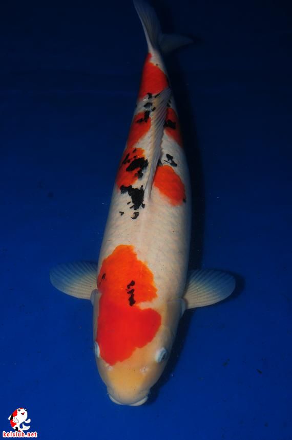 一条桃太郎锦鲤08年产你觉得值得多少钱