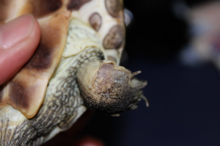 请教各位龟友,我家的珍珠龟是不是得了腐皮病,应该怎么治疗