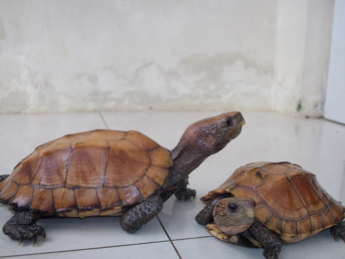 我的黄缘和锯缘