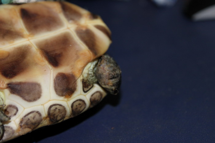 请教各位龟友,我家的珍珠龟是不是得了腐皮病,应该怎么治疗