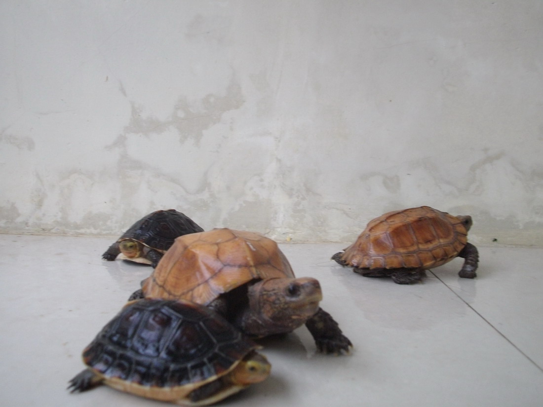 我的黄缘和锯缘