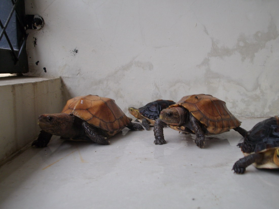 我的黄缘和锯缘