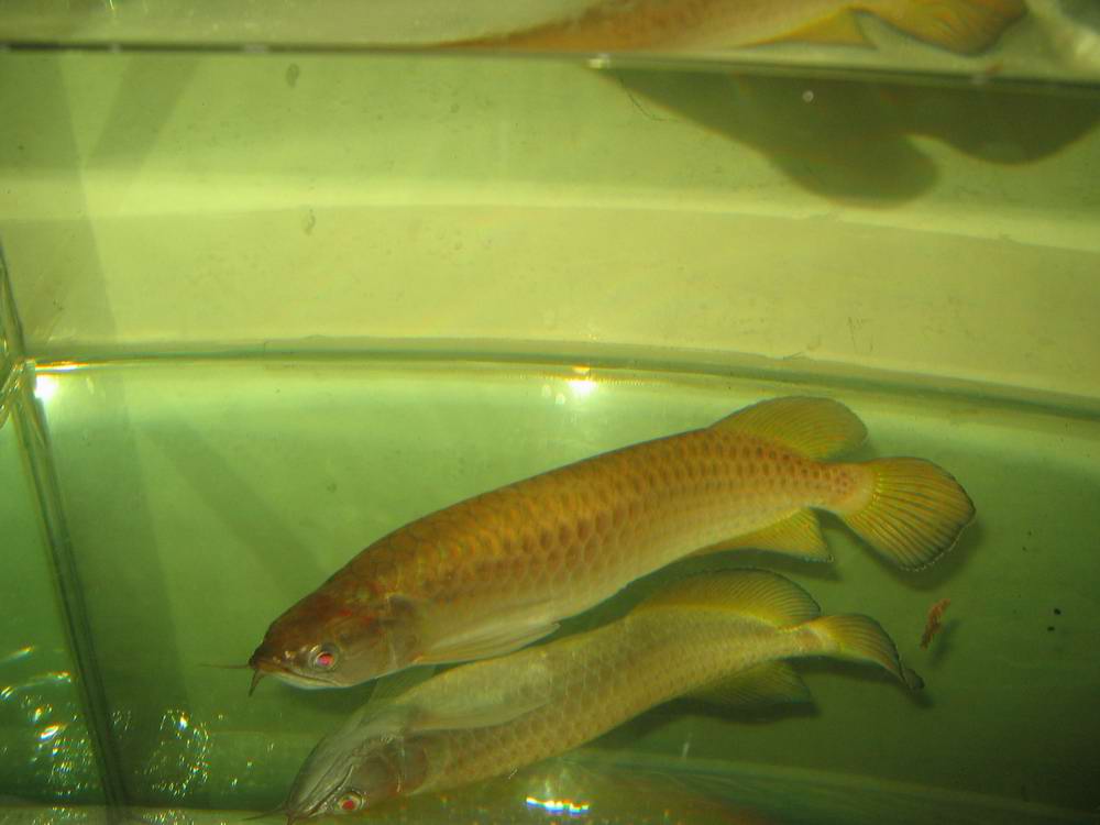 出售一条星点龙鱼30公分左右!