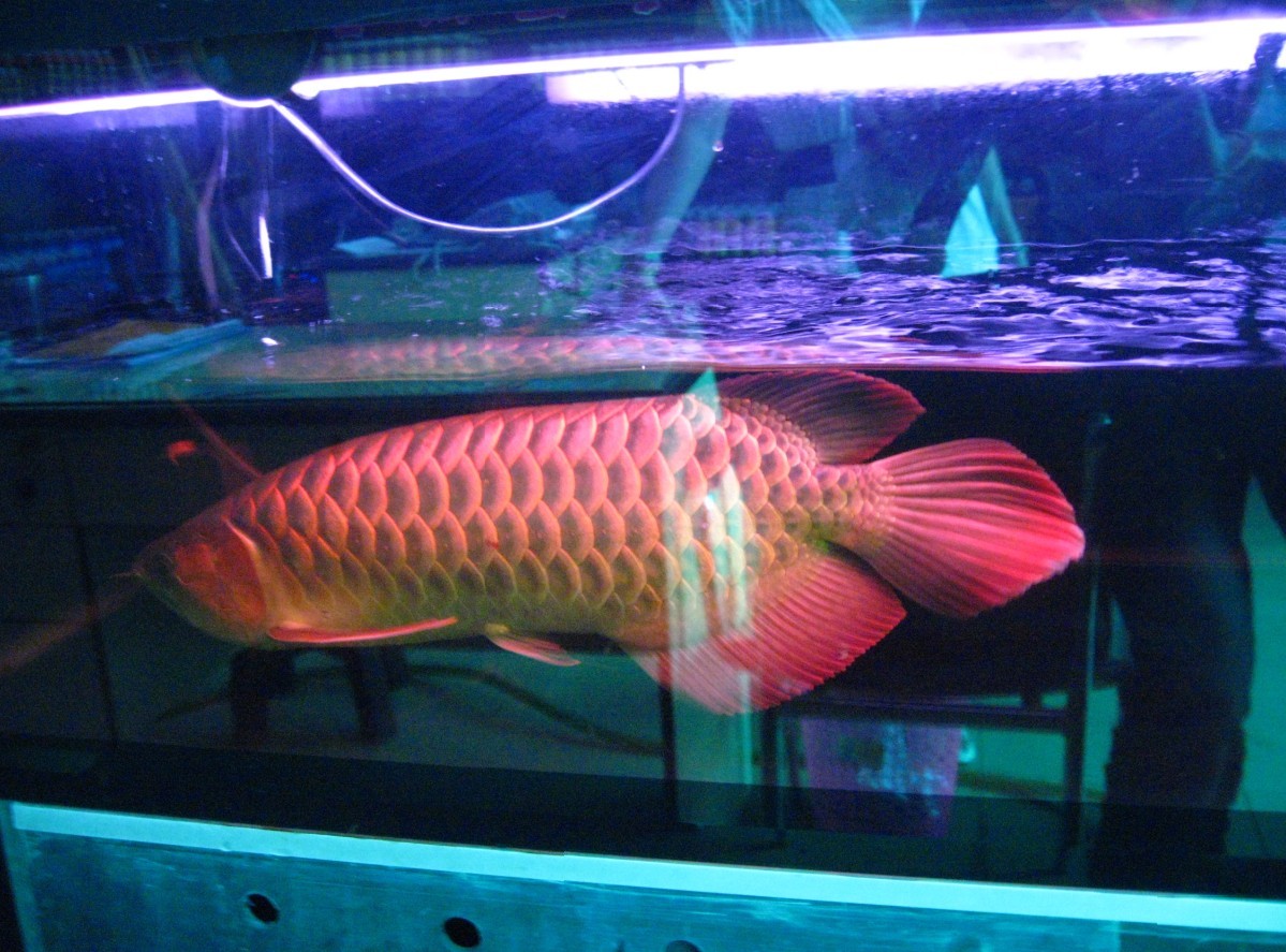 新加坡祥龙鱼场出品紫艳红龙