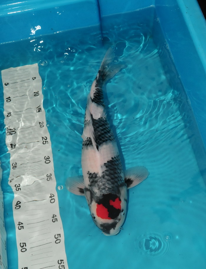 看一条在中锦网上拍卖18000元的丹顶昭和!