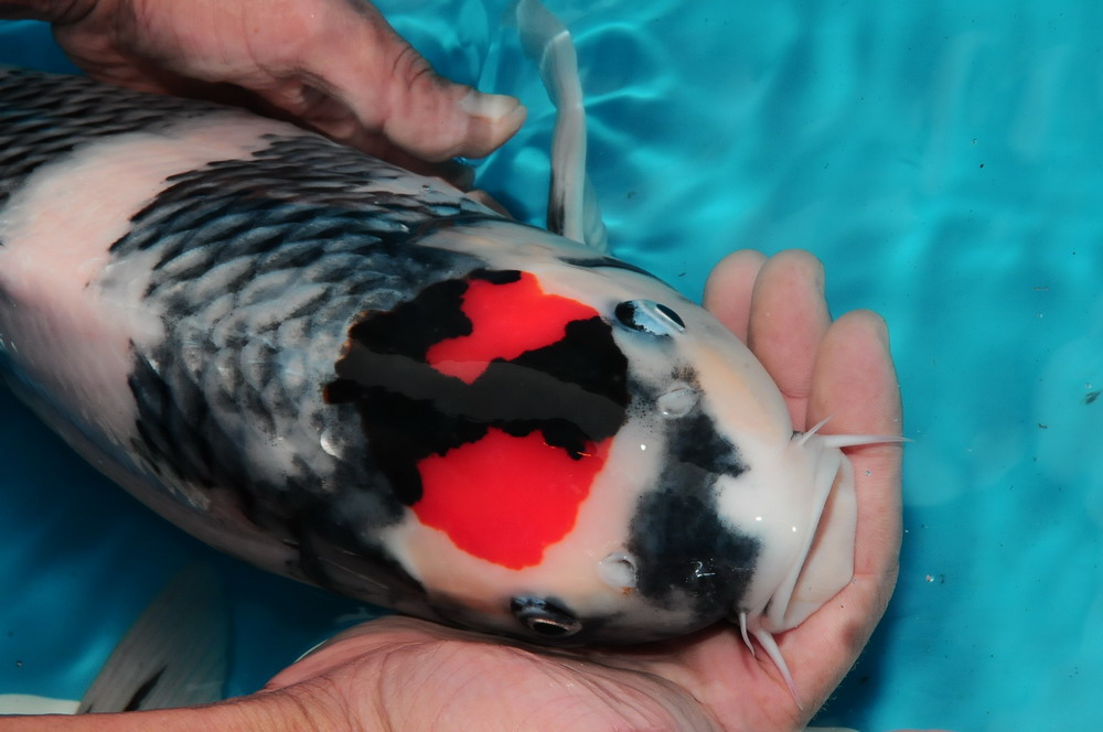 看一条在中锦网上拍卖18000元的丹顶昭和!