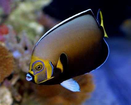 大家没看到过的海水鱼一族{洗下眼吧}(转贴)下次还有喔