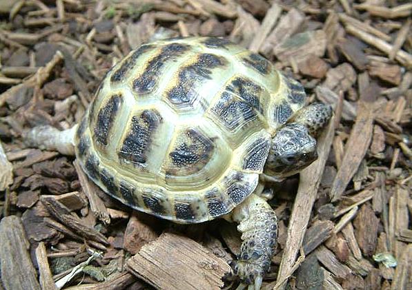 all about 四爪(关于四爪陆龟的一切)