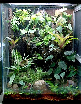 现在最流行的两栖缸(有谁想做这个的吗)养眼哦!