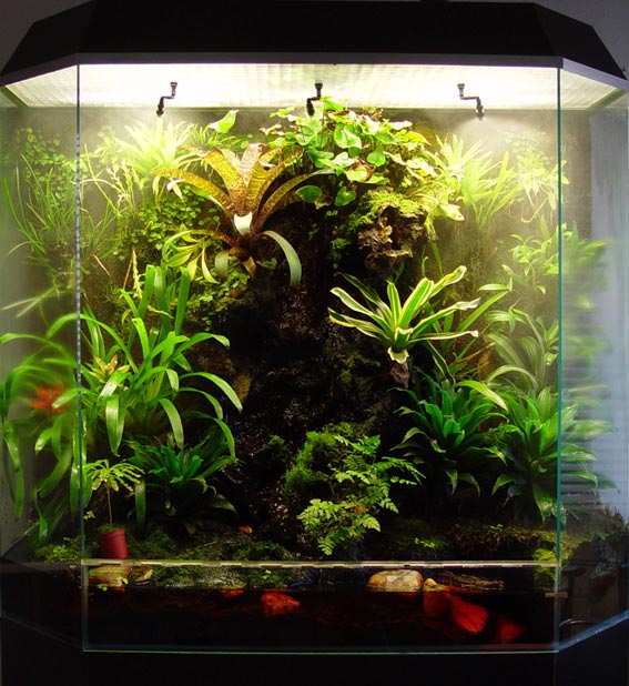 现在最流行的两栖缸(有谁想做这个的吗)养眼哦!