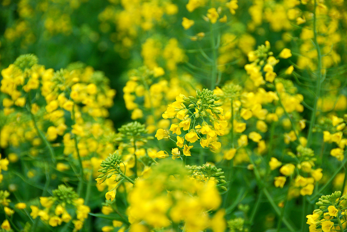 满眼尽是黄菜花