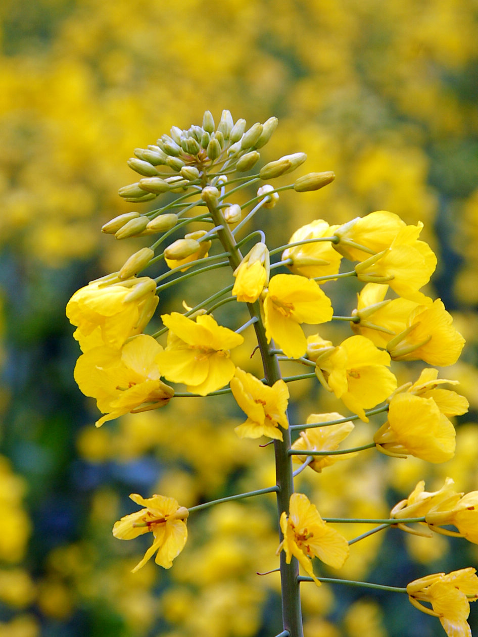 满眼尽是黄菜花