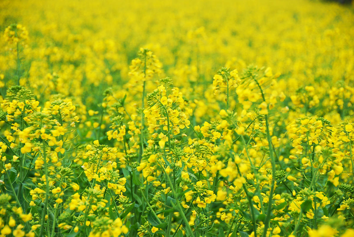 满眼尽是黄菜花
