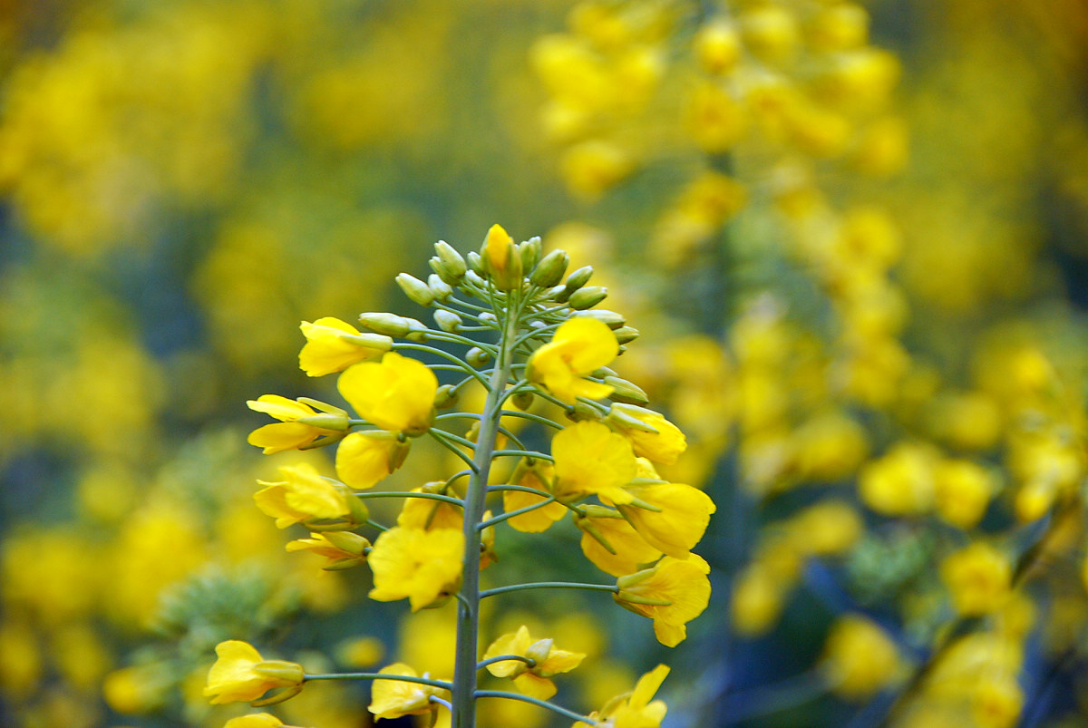满眼尽是黄菜花