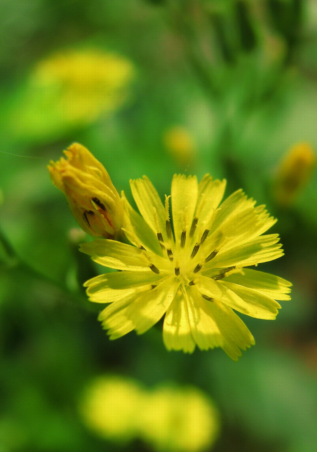 小花小草小動物