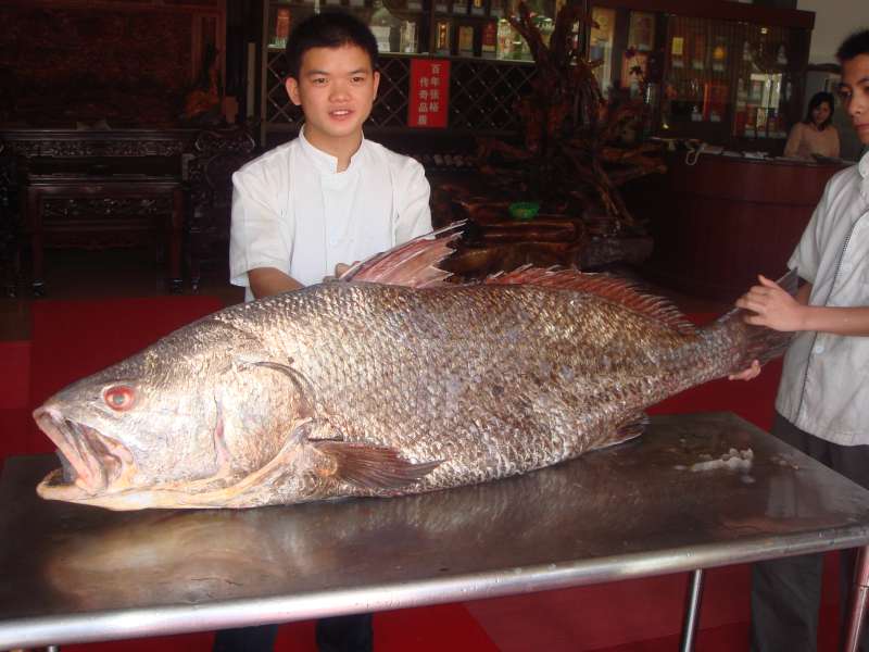 今天在外沙雄飛魚港看見一條103斤的金錢鰵魚(圖)