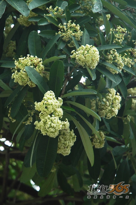 (9.13)满街的盆架子树遭非议,园林部门表示暂时不会淘汰(组图)