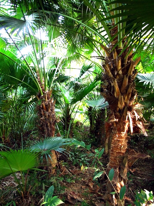 这里有一片生长茂盛的葵扇树(图)