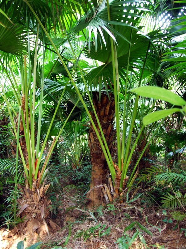 这里有一片生长茂盛的葵扇树(图)