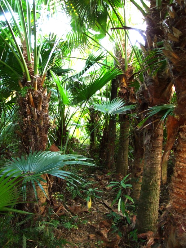 这里有一片生长茂盛的葵扇树(图)